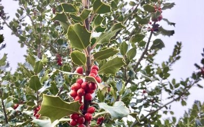 Descubriendo los tesoros de Prádena. Parte 1